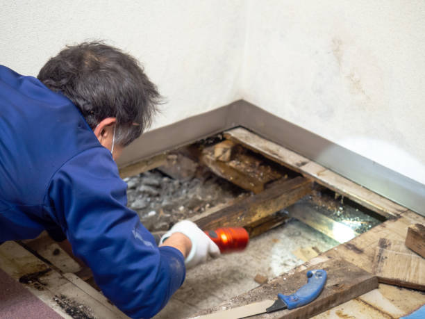 Fremont, CA Mold Removal Company
