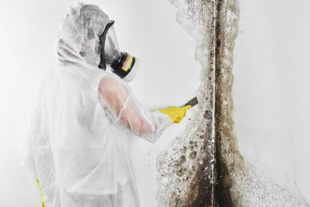 Best Same-Day Mold Removal  in Fremont, CA