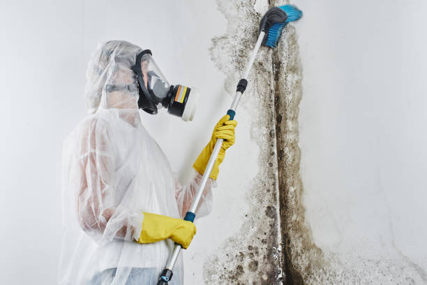 Best Commercial Mold Removal  in Fremont, CA