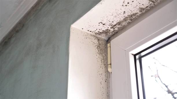 Best Fast Mold Removal  in Fremont, CA