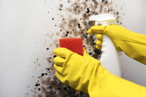 Home Mold Removal in Fremont, CA
