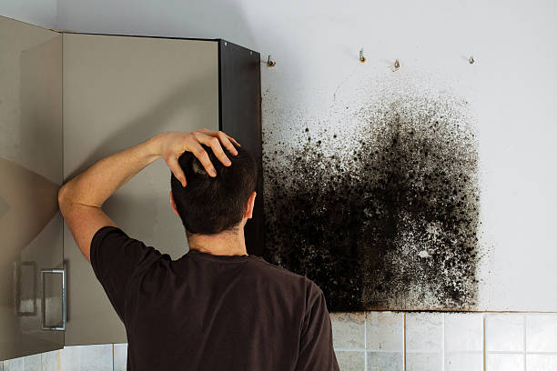 Best Home Mold Removal  in Fremont, CA