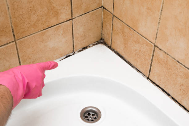Best Certified Mold Removal  in Fremont, CA